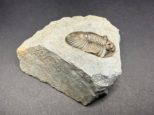 Scabriscutellum Trilobite