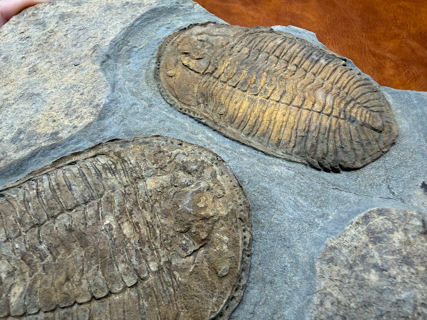 Prionocheilus Ordovician Trilobite