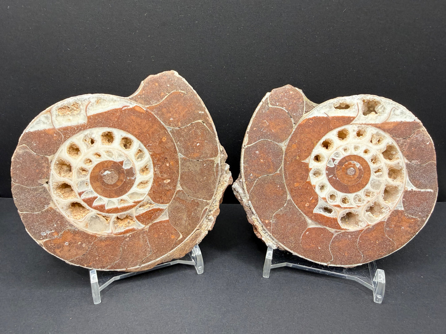 Metalegoceras Ammonite