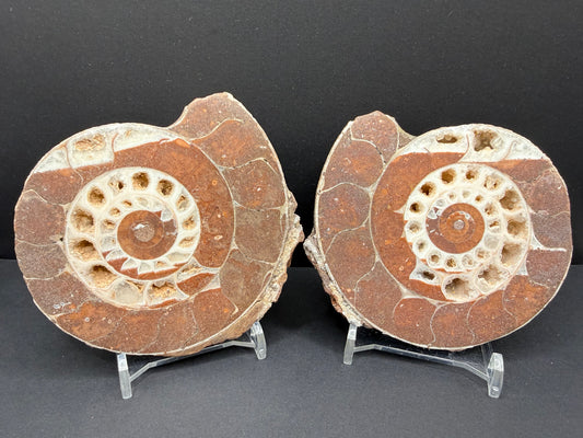 Metalegoceras Ammonite