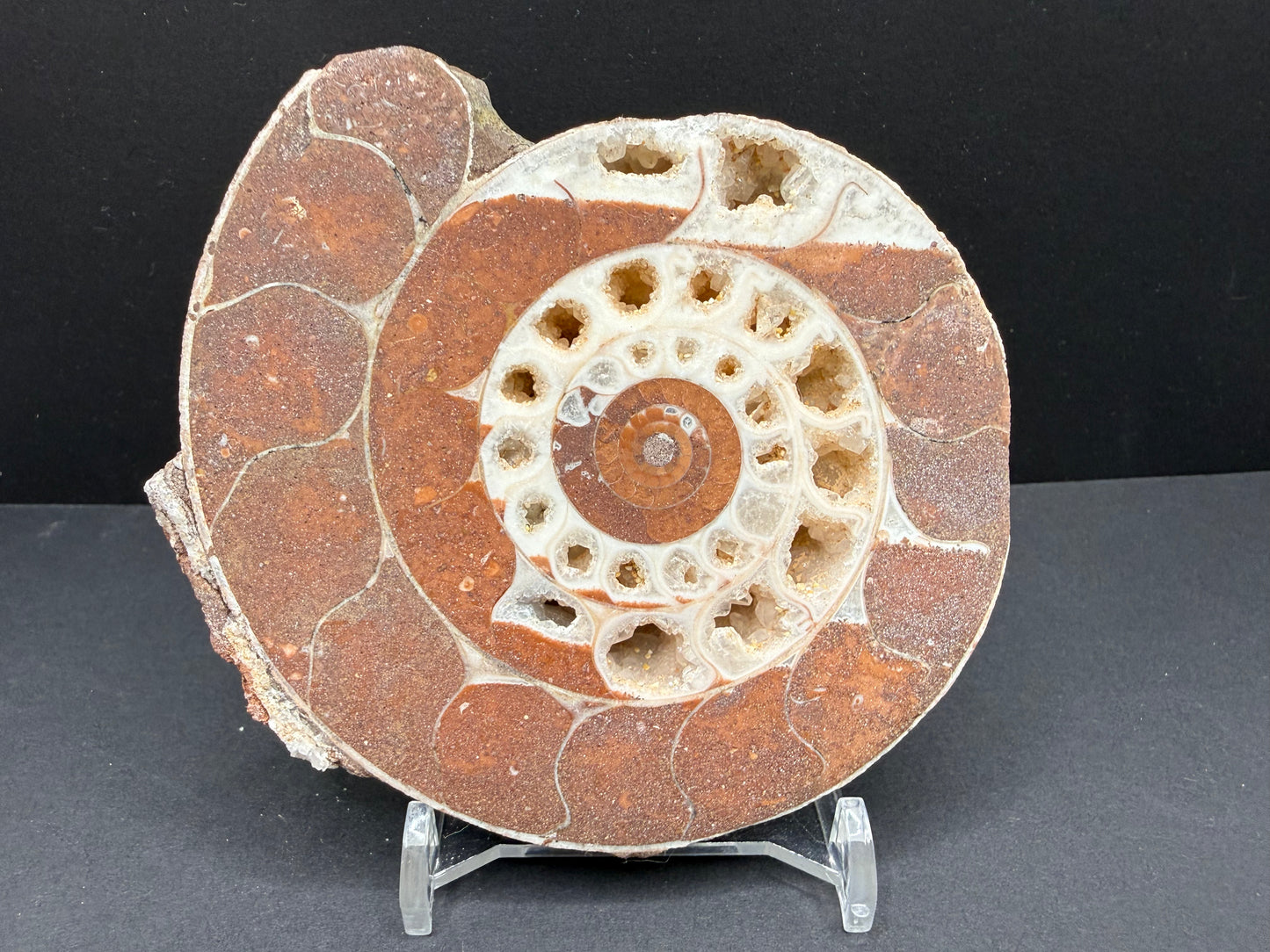 Metalegoceras Ammonite