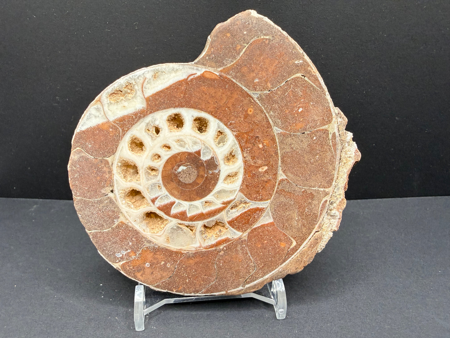 Metalegoceras Ammonite