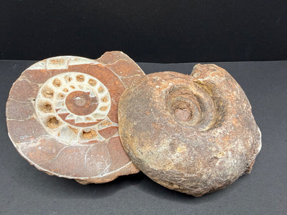 Metalegoceras Ammonite