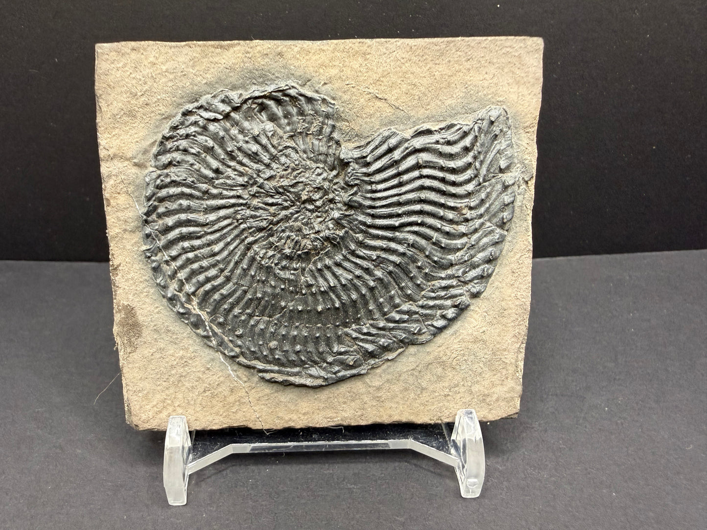 Trachyceras Ammonite