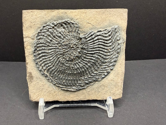 Trachyceras Ammonite