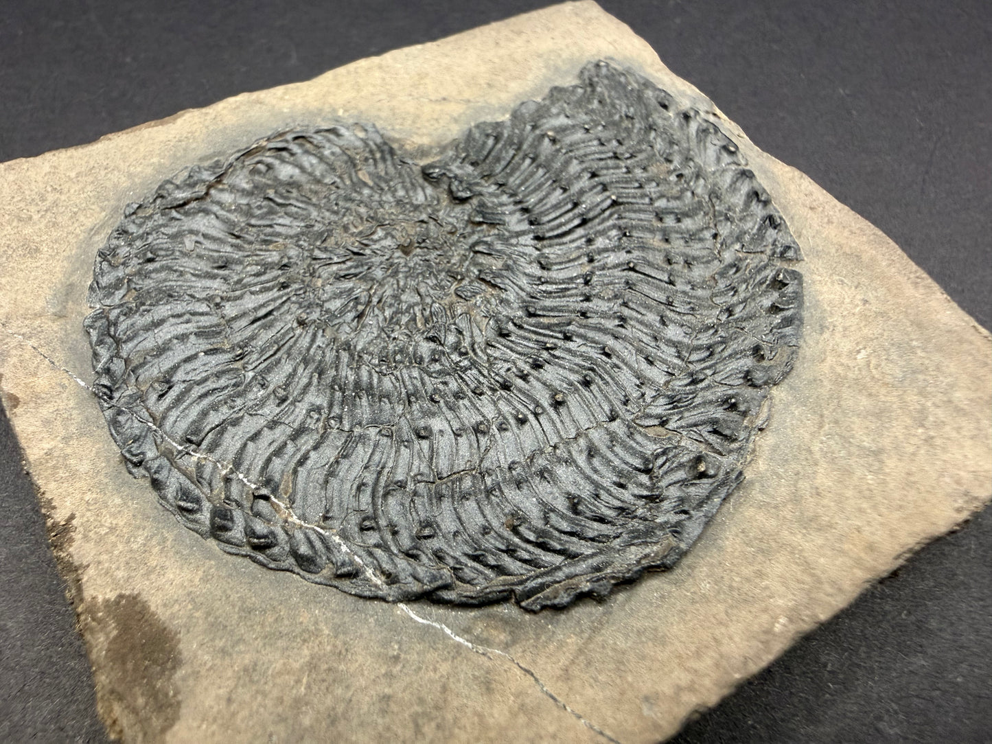 Trachyceras Ammonite