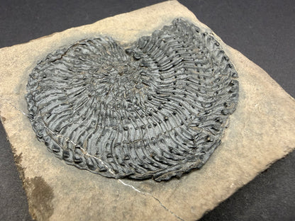 Trachyceras Ammonite