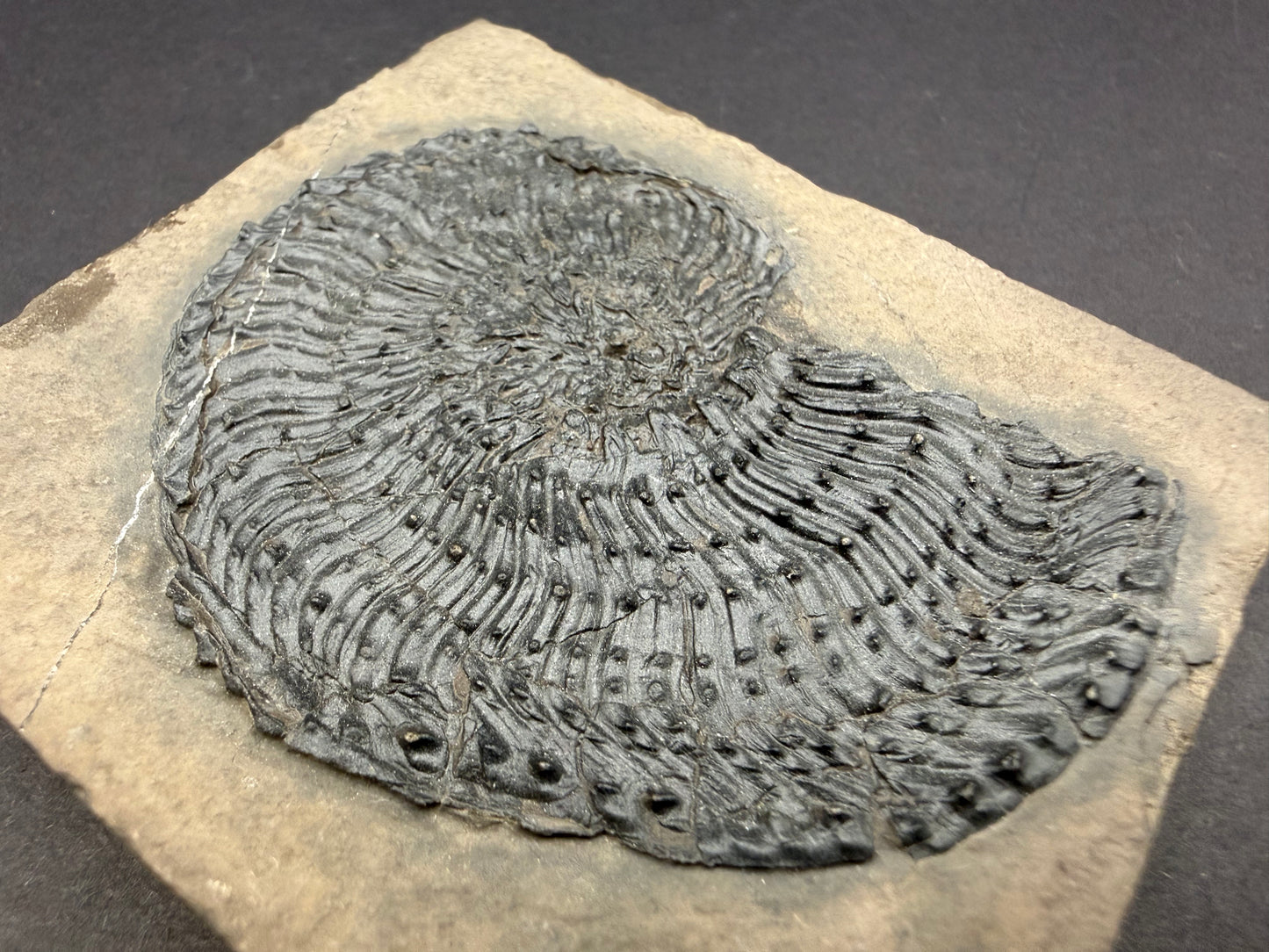 Trachyceras Ammonite