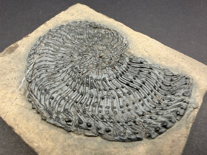 Trachyceras Ammonite