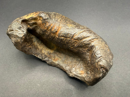 Whale Ear Bone