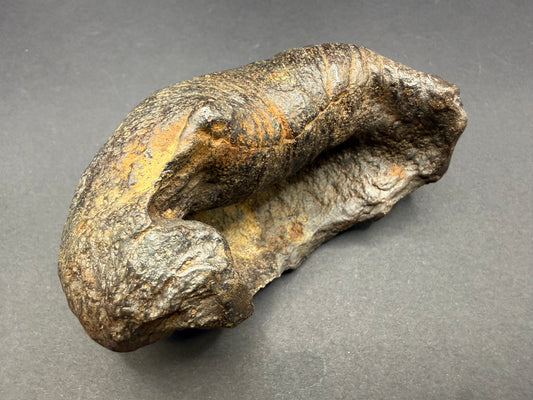 Whale Ear Bone