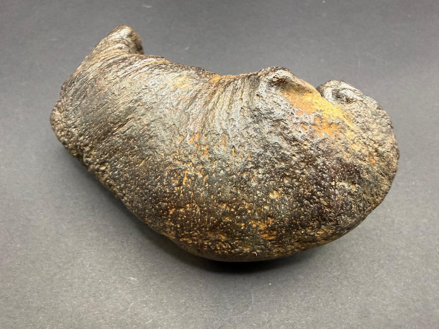 Whale Ear Bone