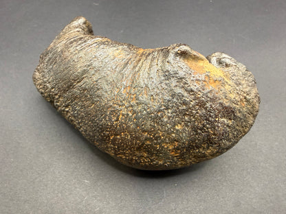 Whale Ear Bone