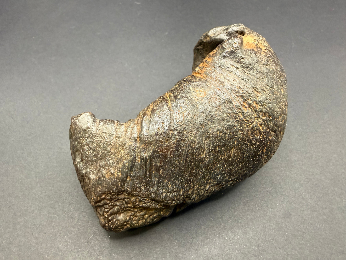 Whale Ear Bone