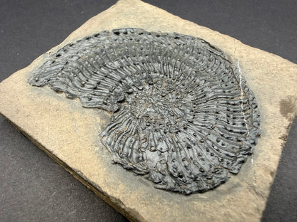 Trachyceras Ammonite