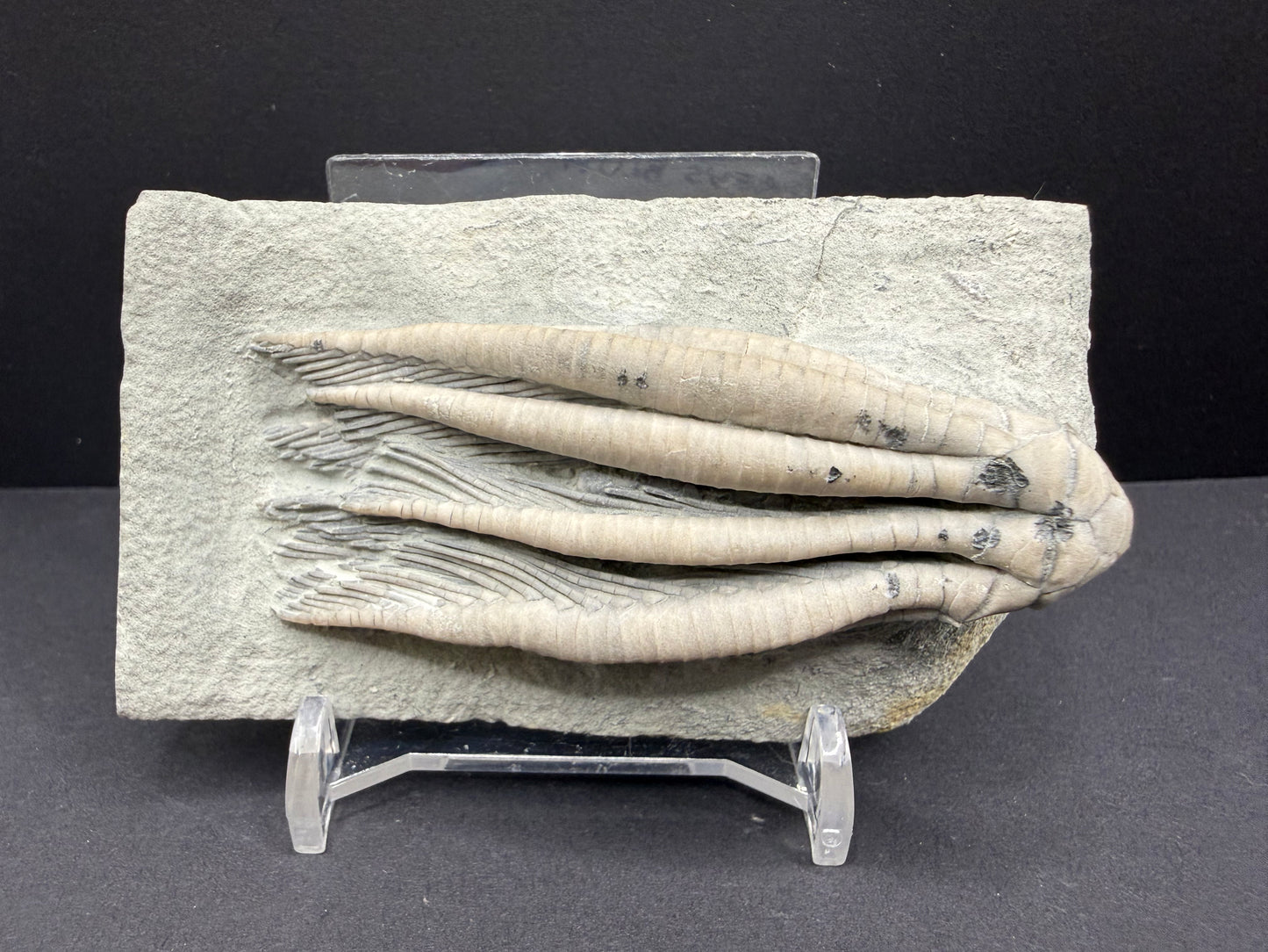 Indiana Crinoid