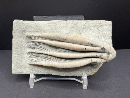 Indiana Crinoid