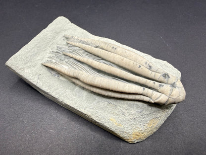 Indiana Crinoid