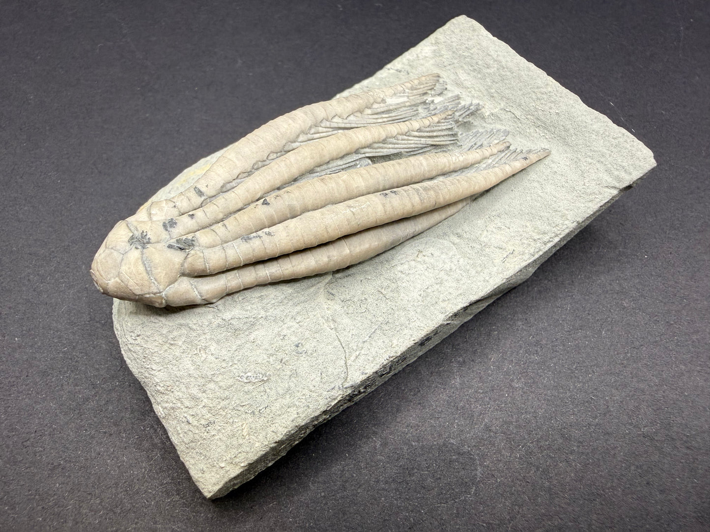 Indiana Crinoid