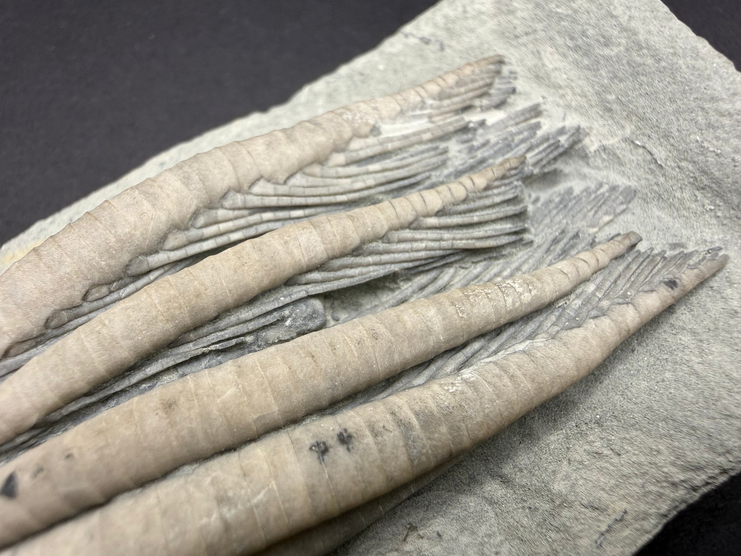 Indiana Crinoid