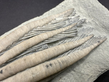 Indiana Crinoid