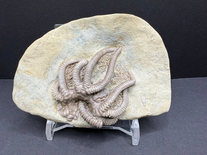 Indiana Crinoid