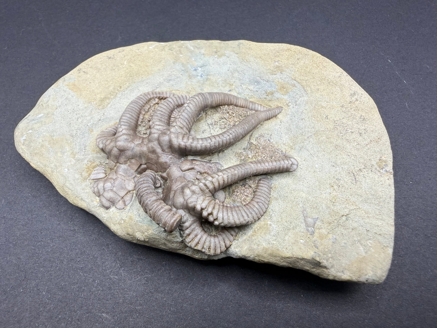 Indiana Crinoid