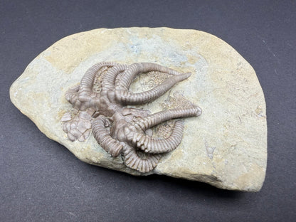 Indiana Crinoid