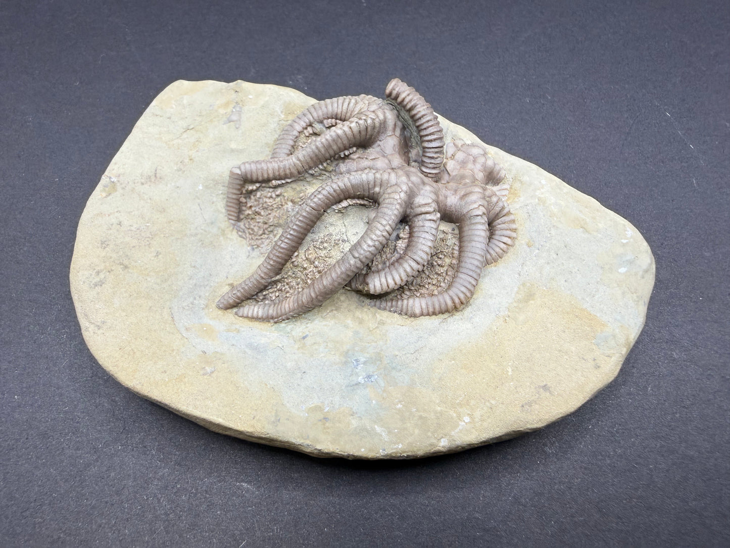 Indiana Crinoid
