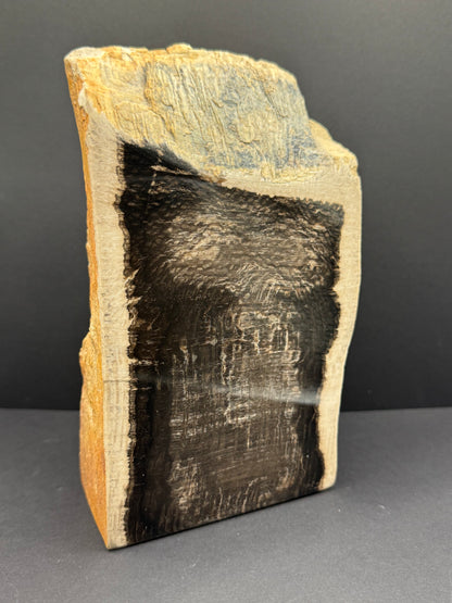 Sycamore Petrified Wood