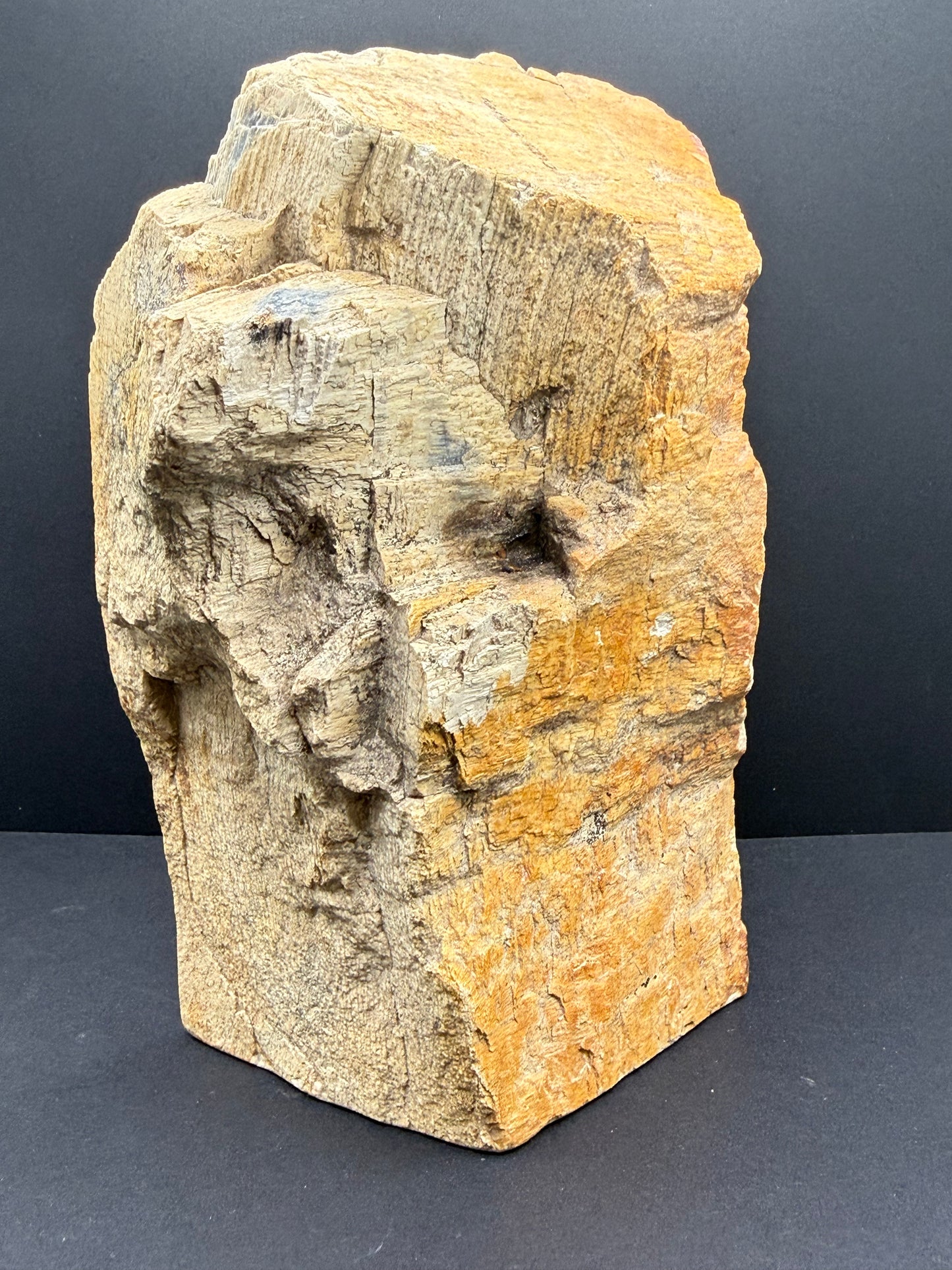 Sycamore Petrified Wood