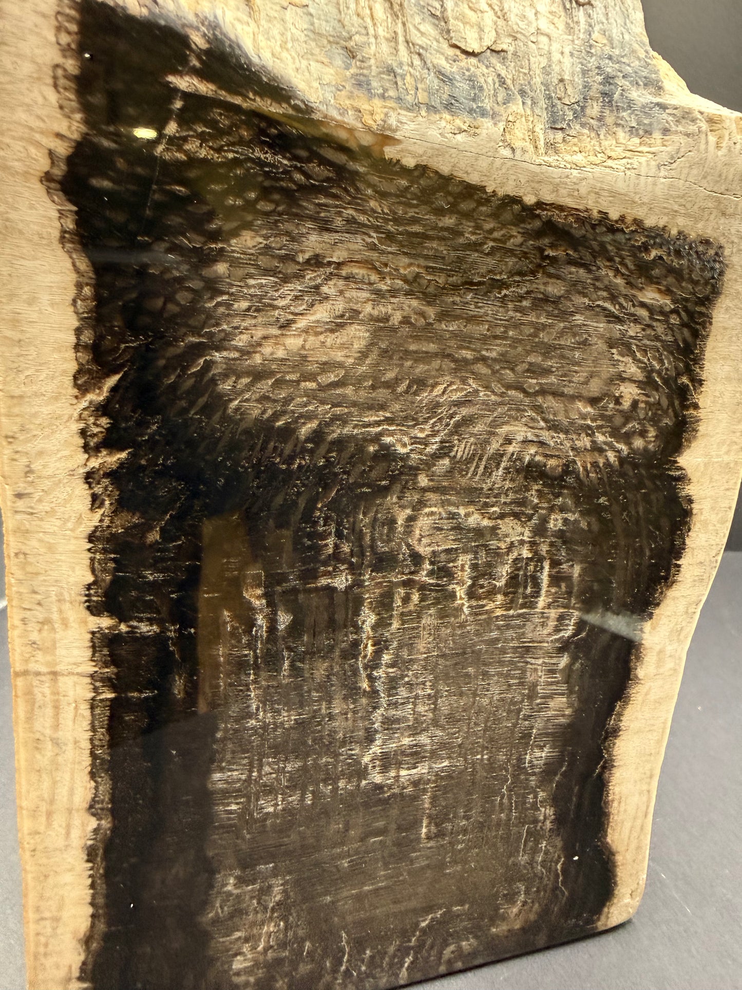 Sycamore Petrified Wood