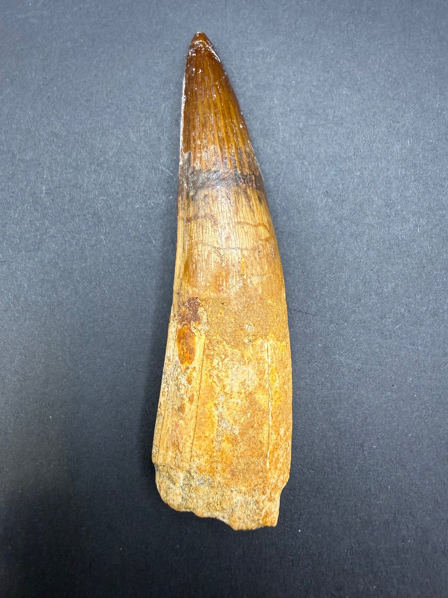 Spinosaurus Tooth