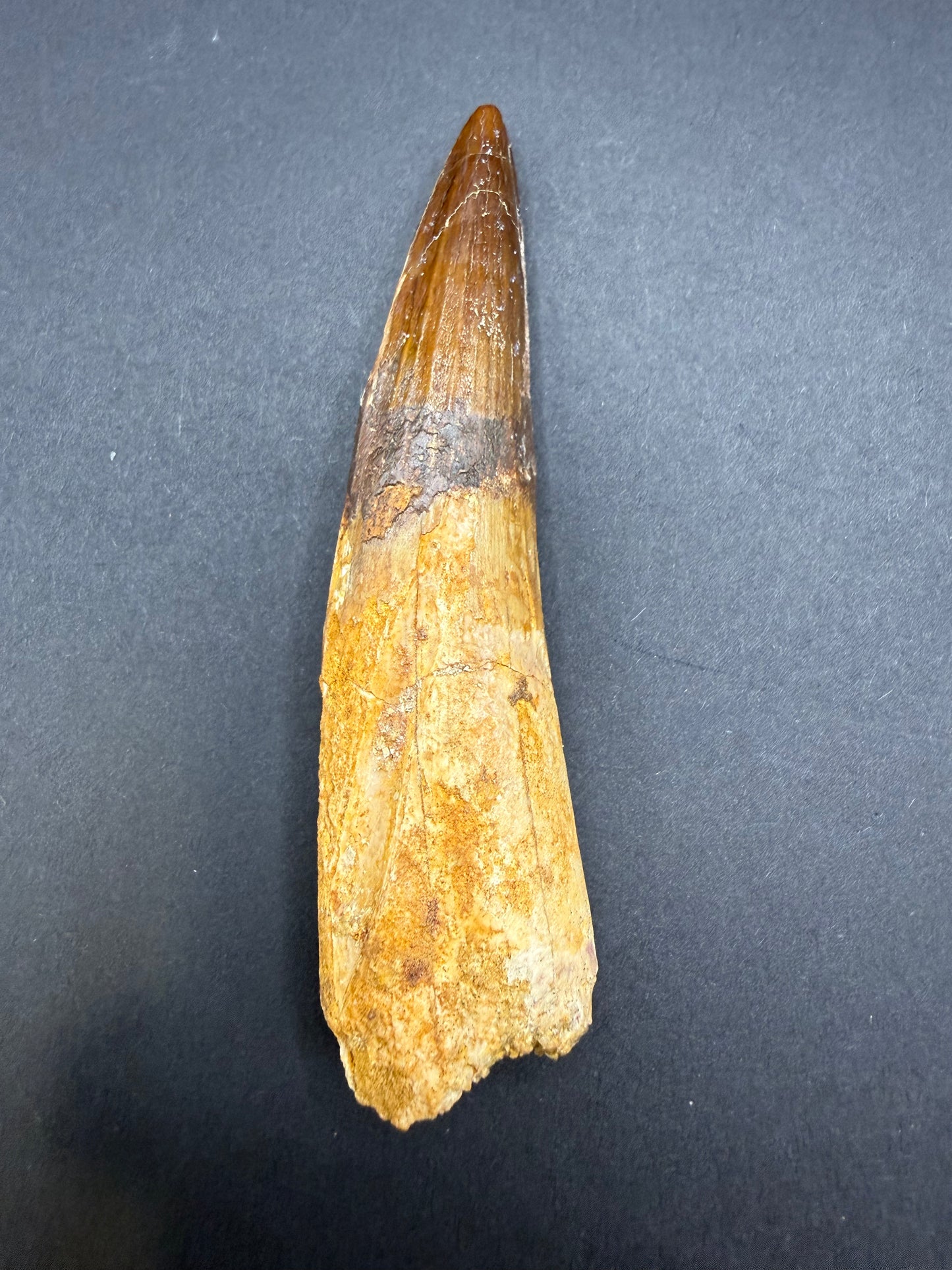 Spinosaurus Tooth