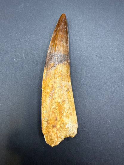 Spinosaurus Tooth