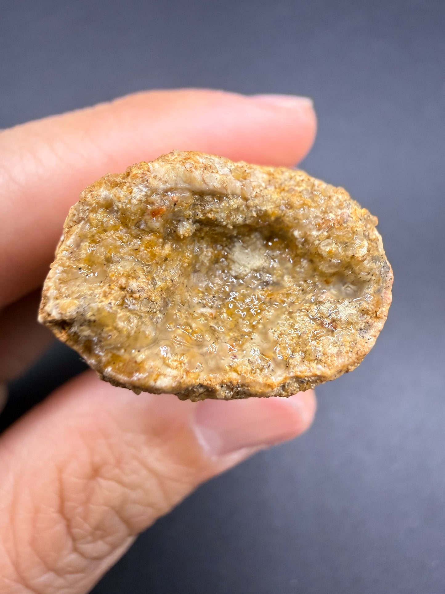 Spinosaurus Tooth