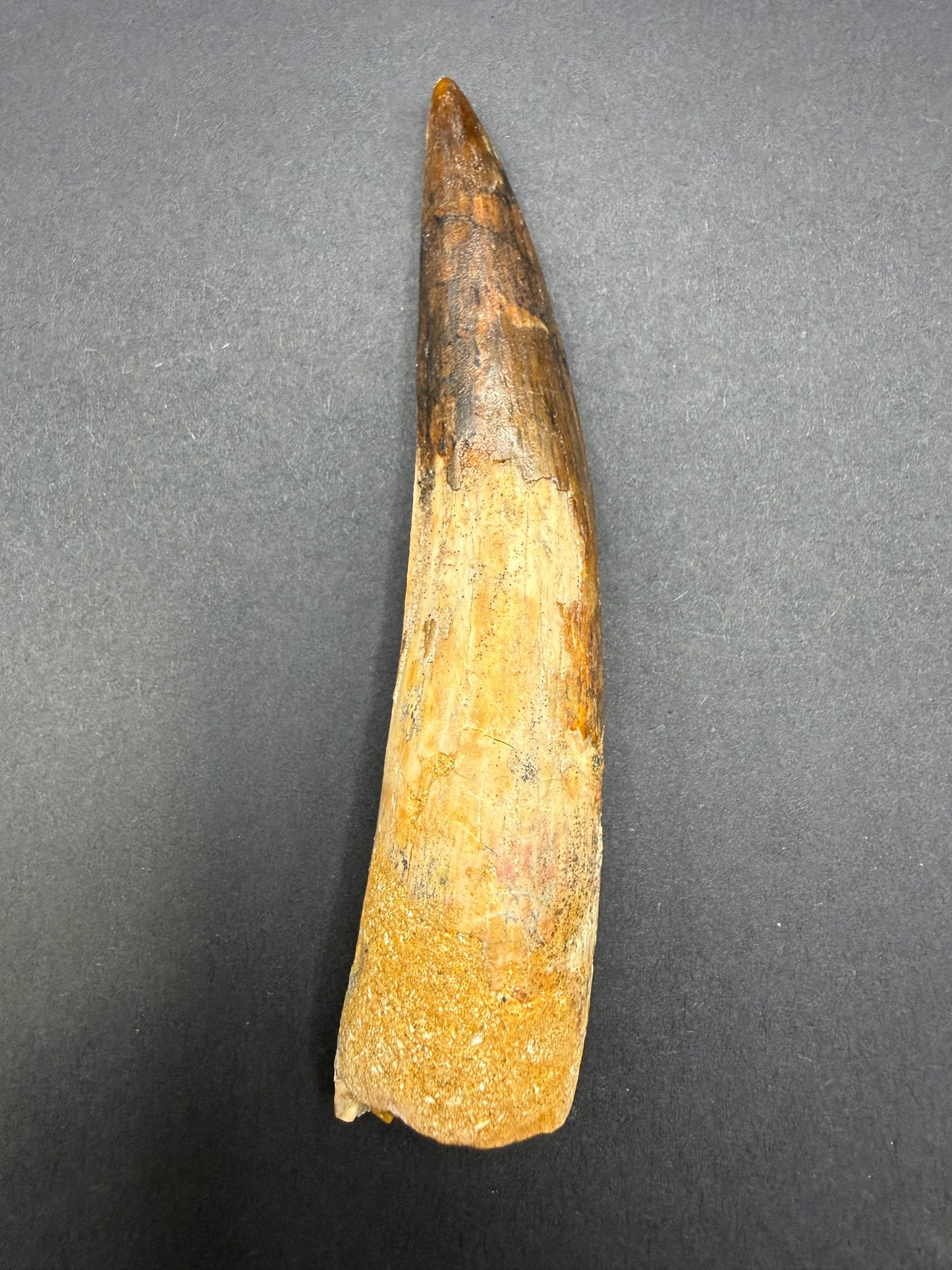 Spinosaurus Tooth