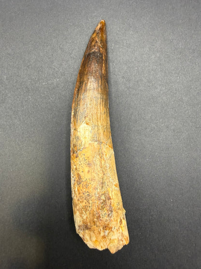 Spinosaurus Tooth