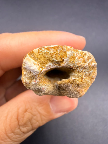 Spinosaurus Tooth