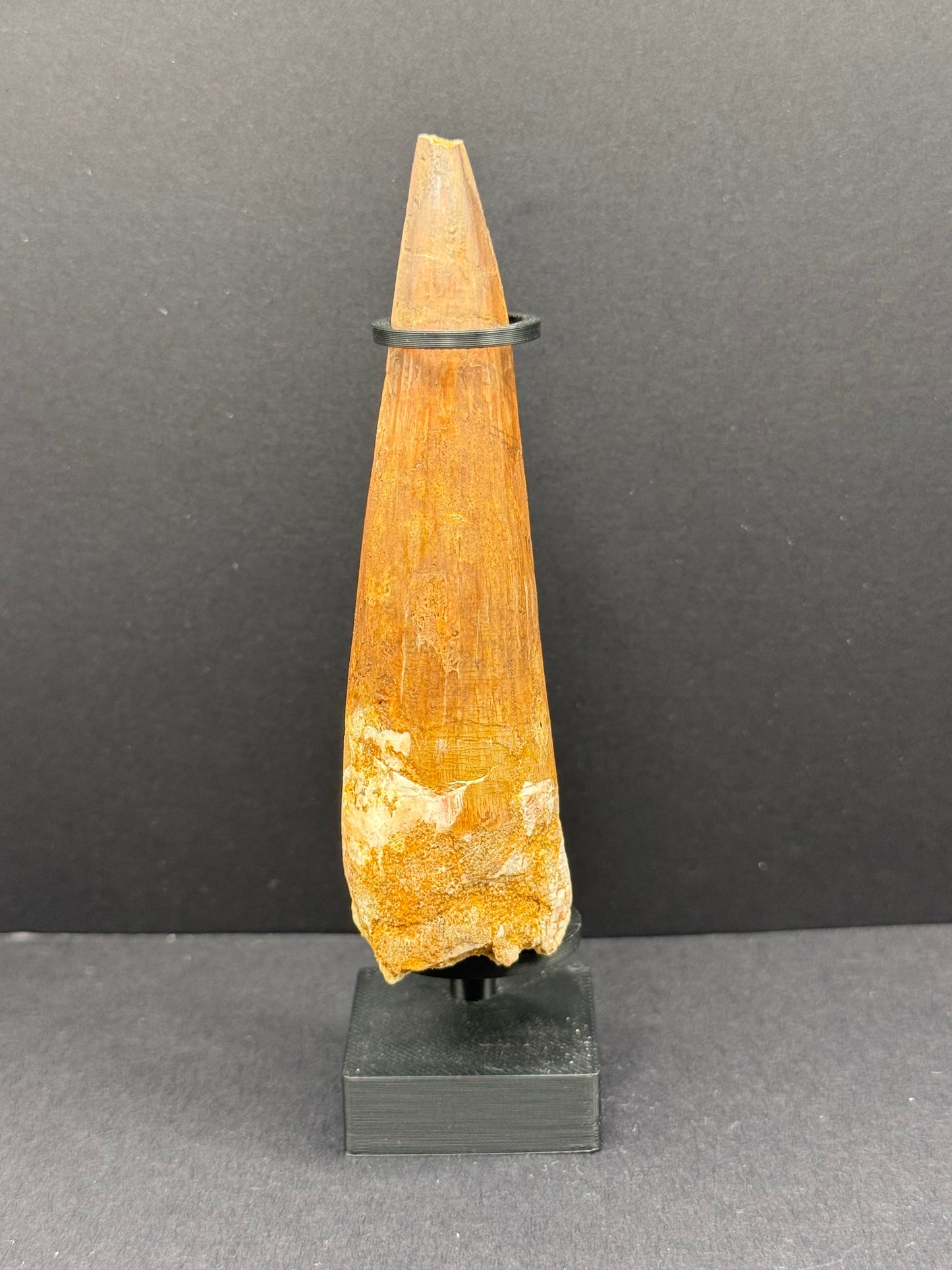 Spinosaurus Tooth