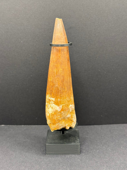 Spinosaurus Tooth