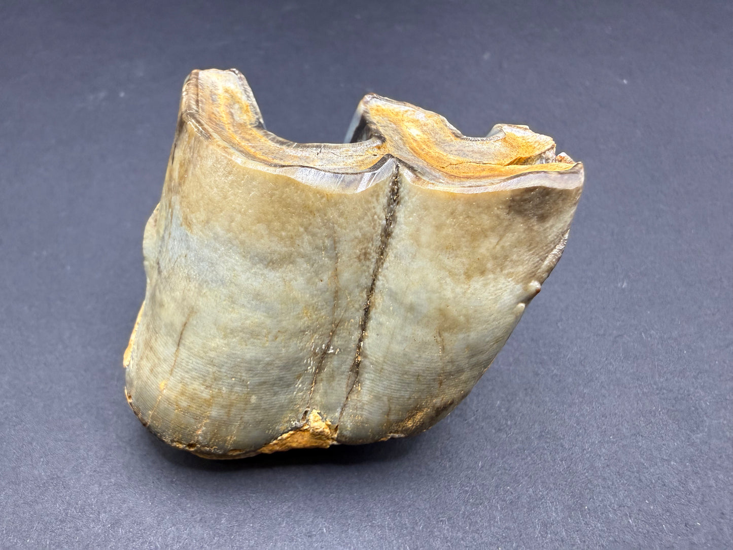 Rhino Tooth