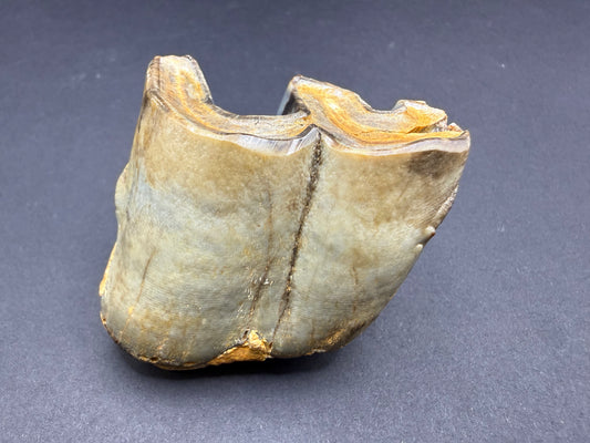 Rhino Tooth