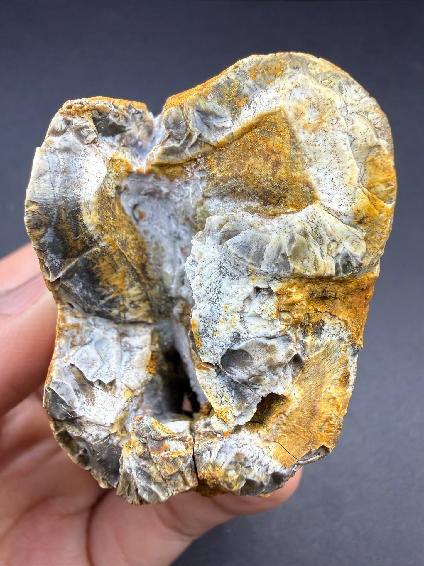Rhino Tooth