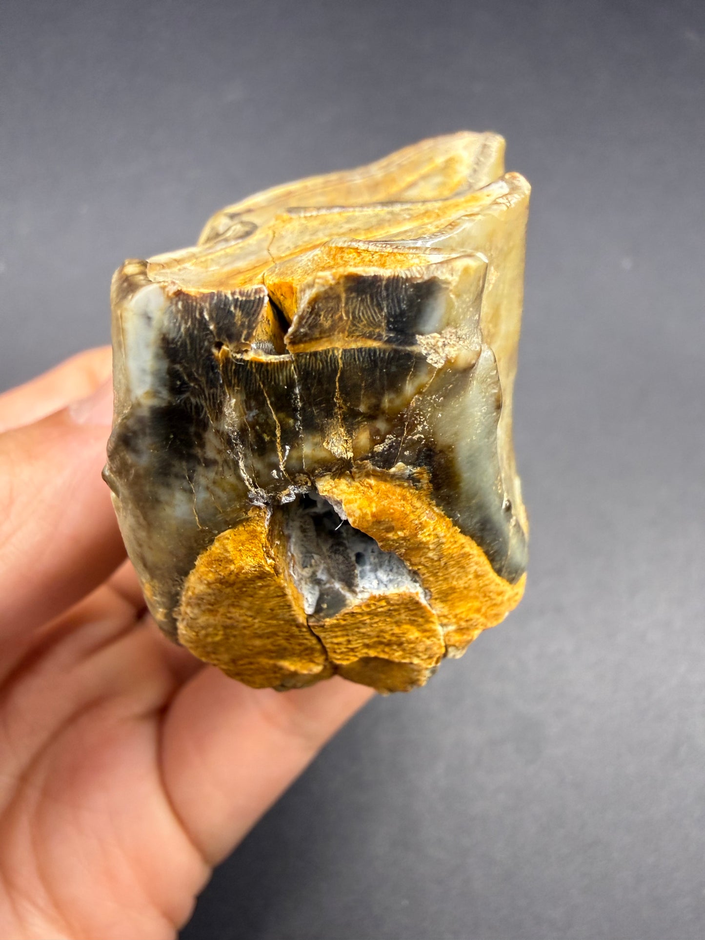 Rhino Tooth