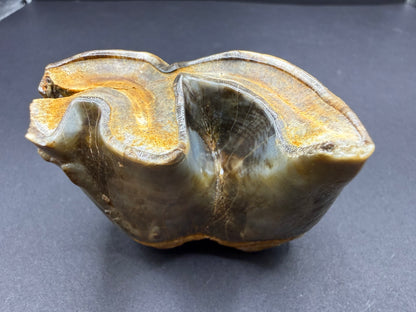 Rhino Tooth