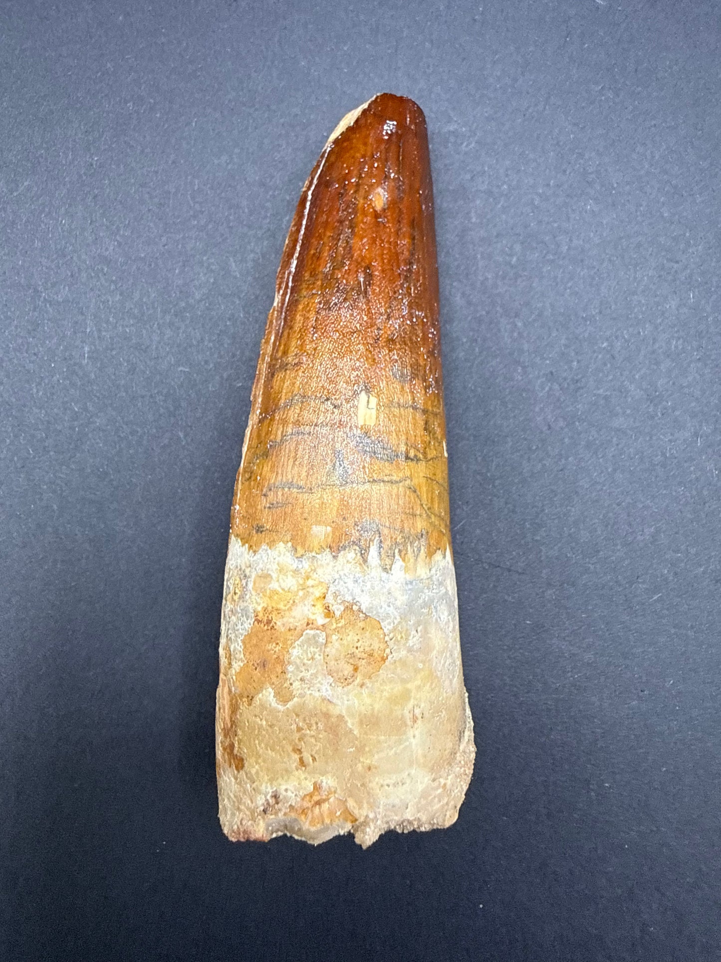 Spinosaurus Tooth