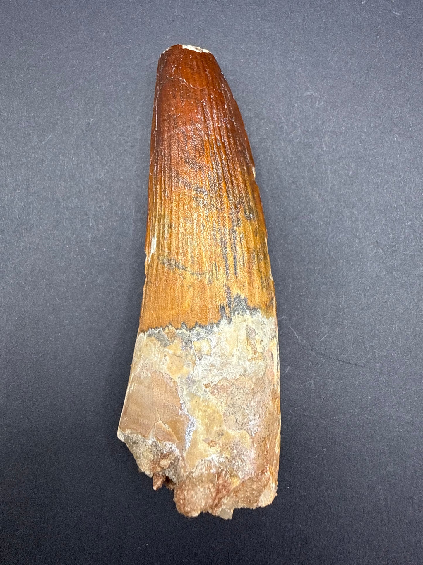 Spinosaurus Tooth