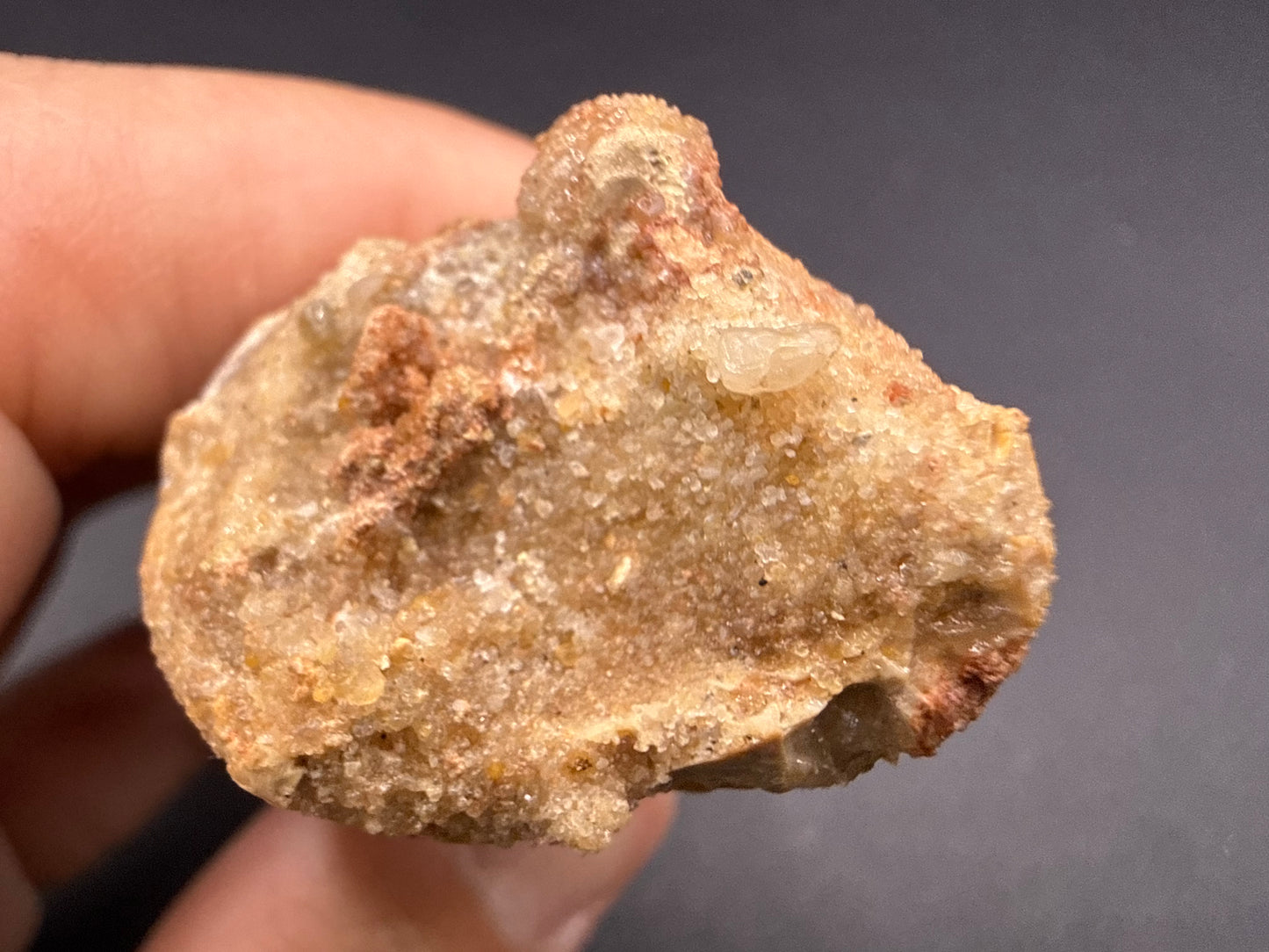 Spinosaurus Tooth
