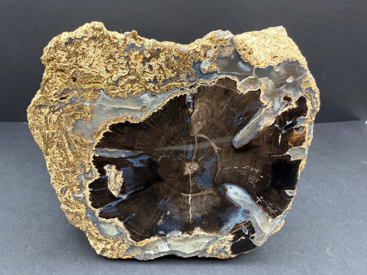 Blue Forest Petrified Wood